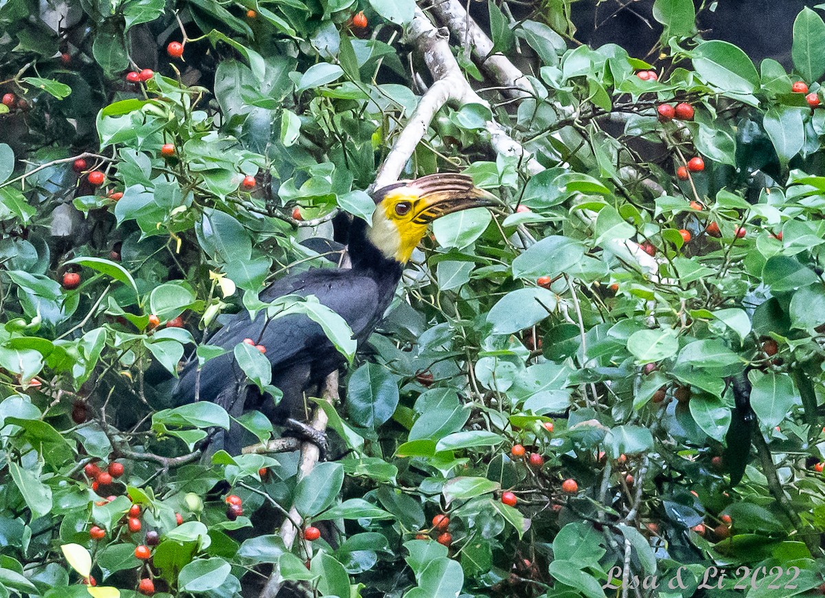 Gelbmasken-Hornvogel (exarhatus) - ML470215551