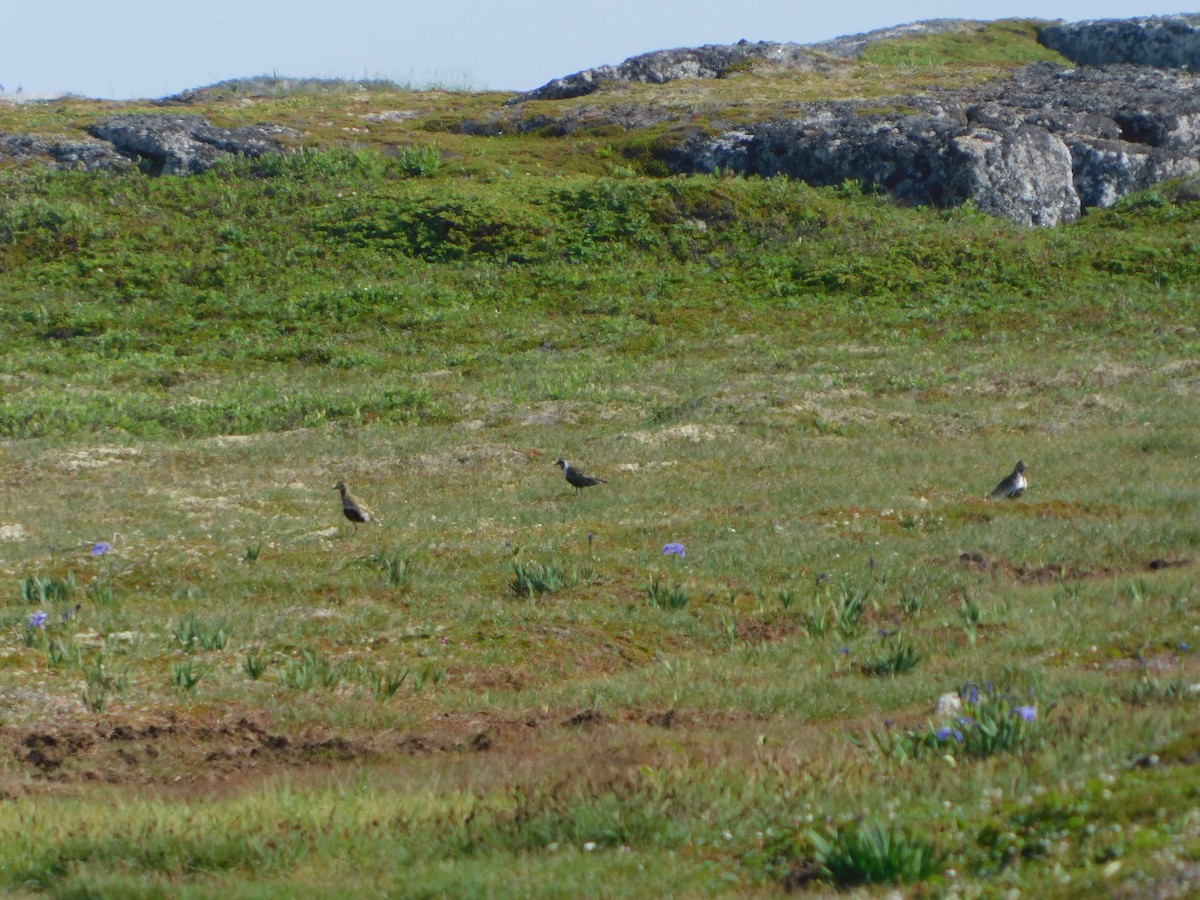 European Golden-Plover - ML470215641