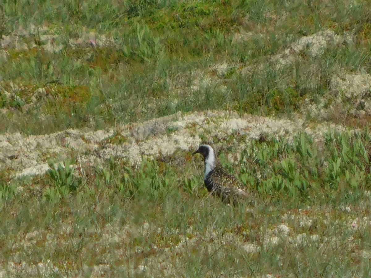 Pacific Golden-Plover - ML470215751