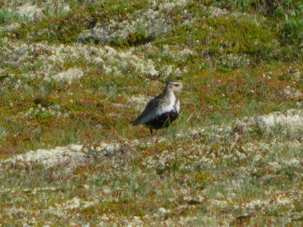 kulík zlatý - ML470215771