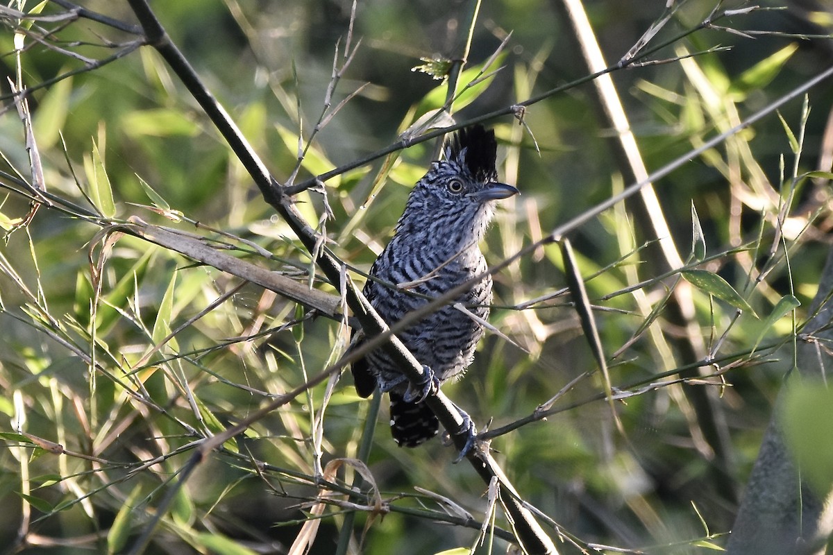 Barred Antshrike - ML470215791