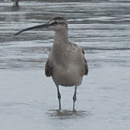 Whimbrel - ML470216801