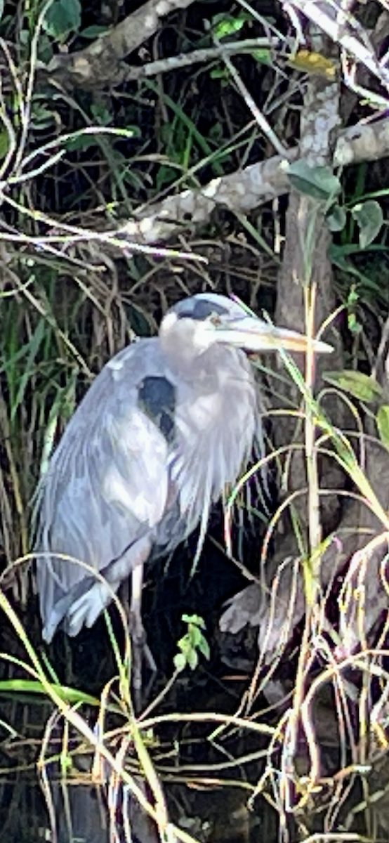 Great Blue Heron - ML470217041