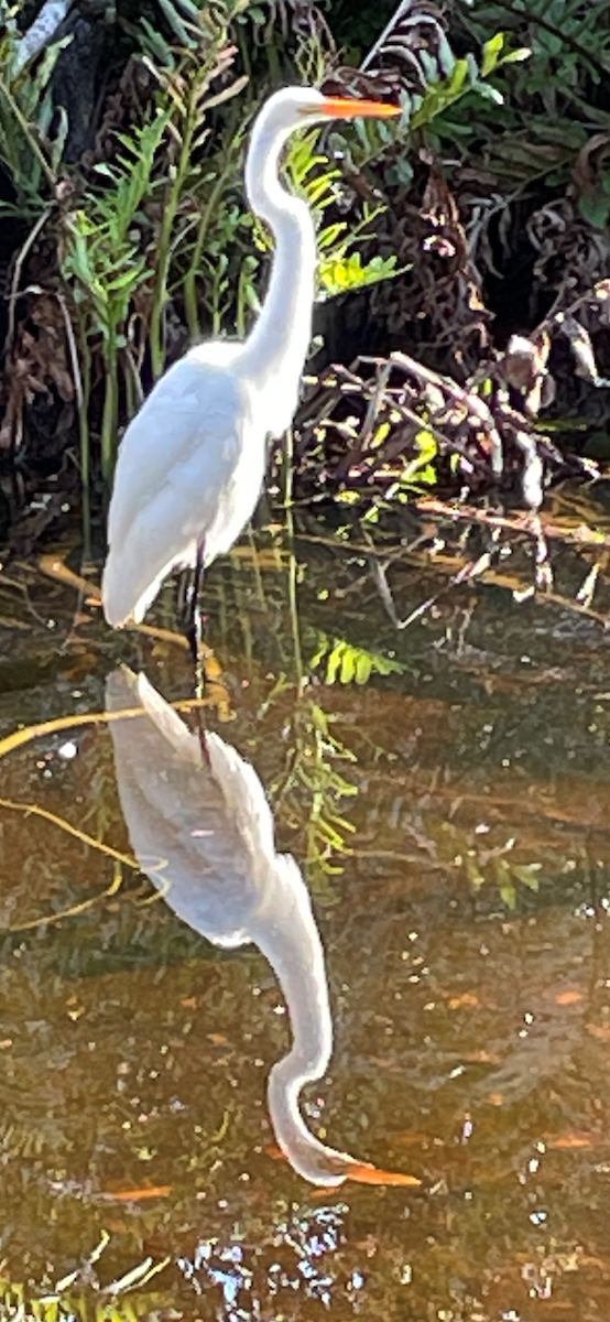 Great Egret - ML470217131