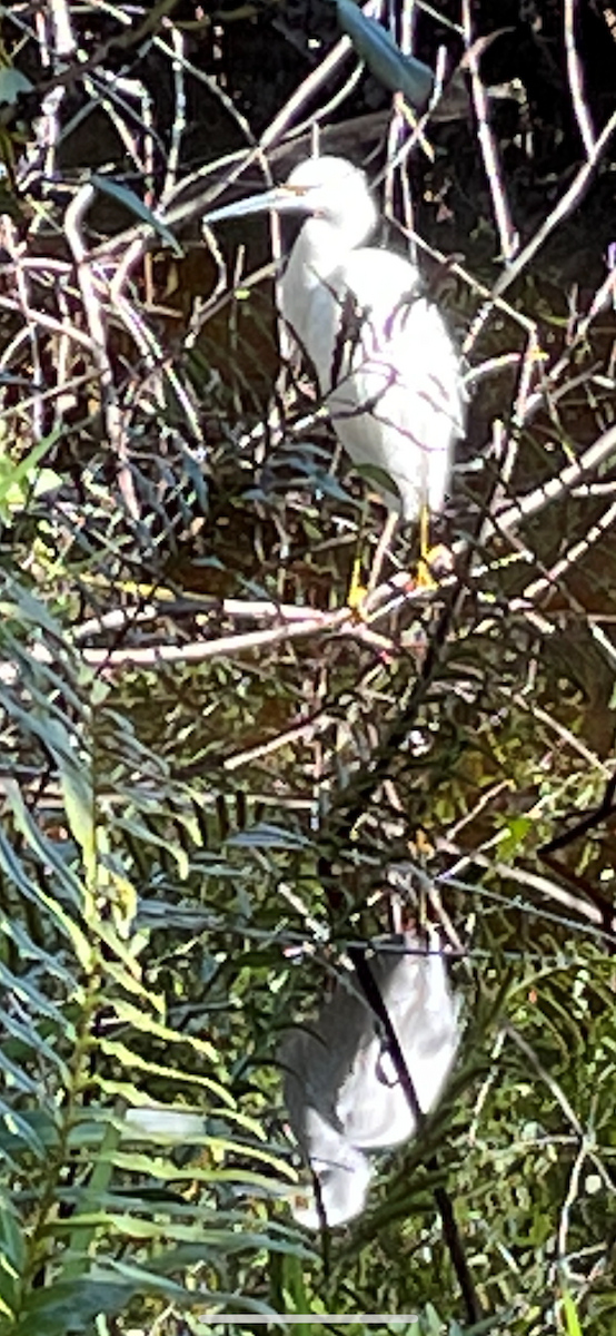 Great Egret - Pamela Fuchs