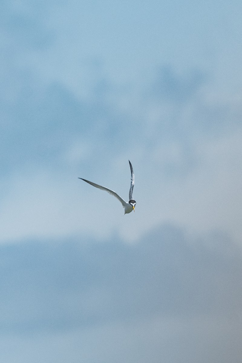 Little Tern - ML470218211