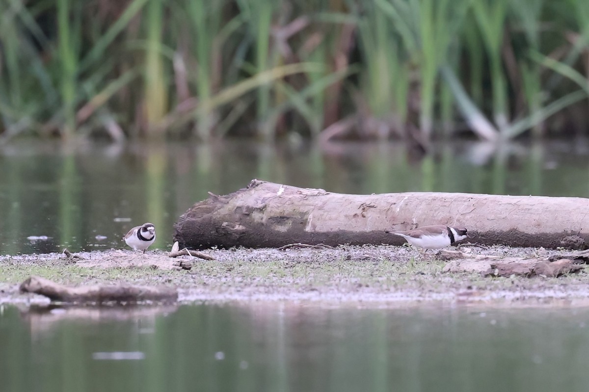 Semipalmated Plover - ML470218411
