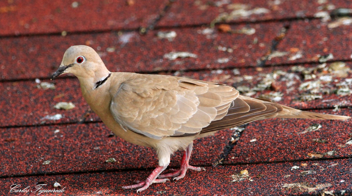Eurasian Collared-Dove - ML470218531