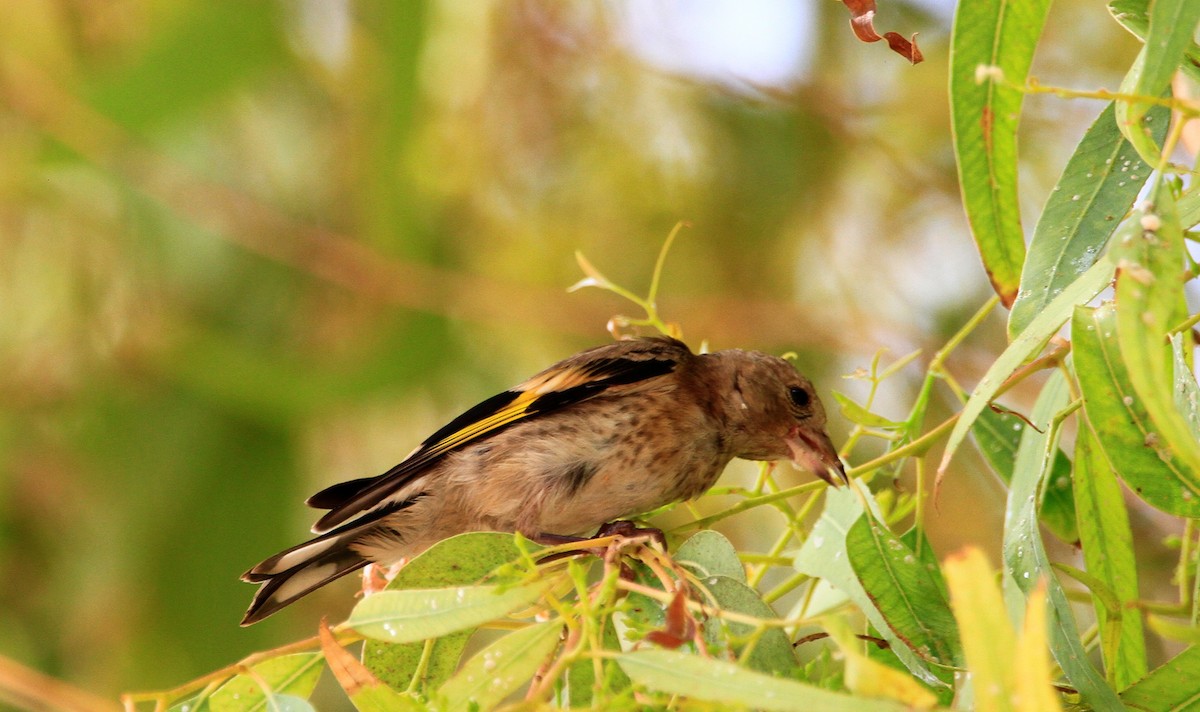 European Goldfinch - ML470218581