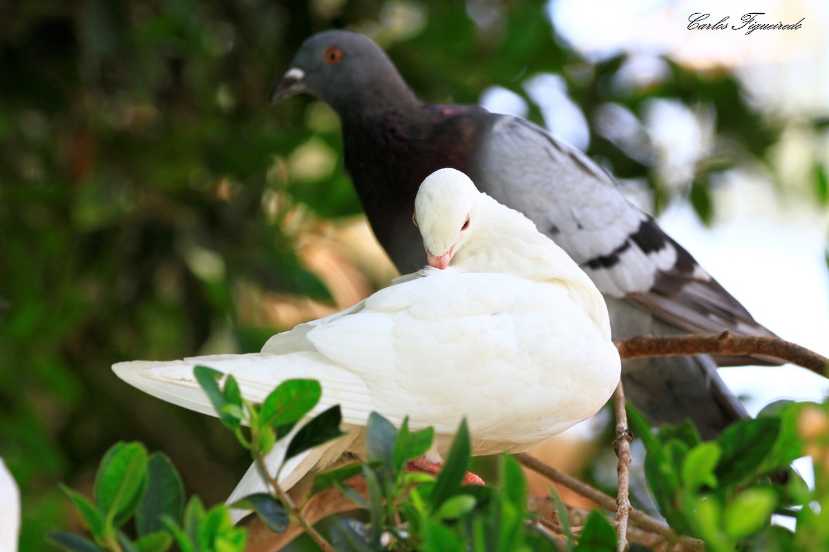 Rock Pigeon (Feral Pigeon) - ML470218591