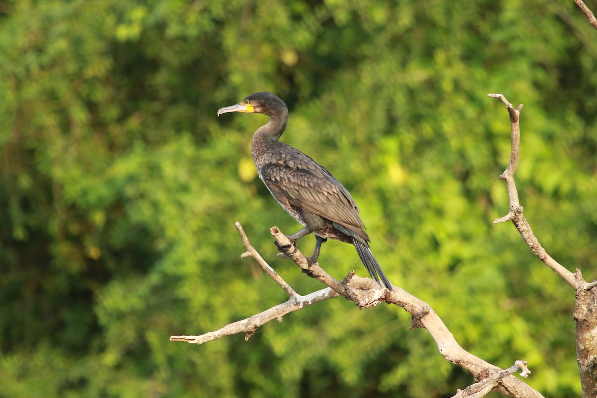 Great Cormorant - ML470218831