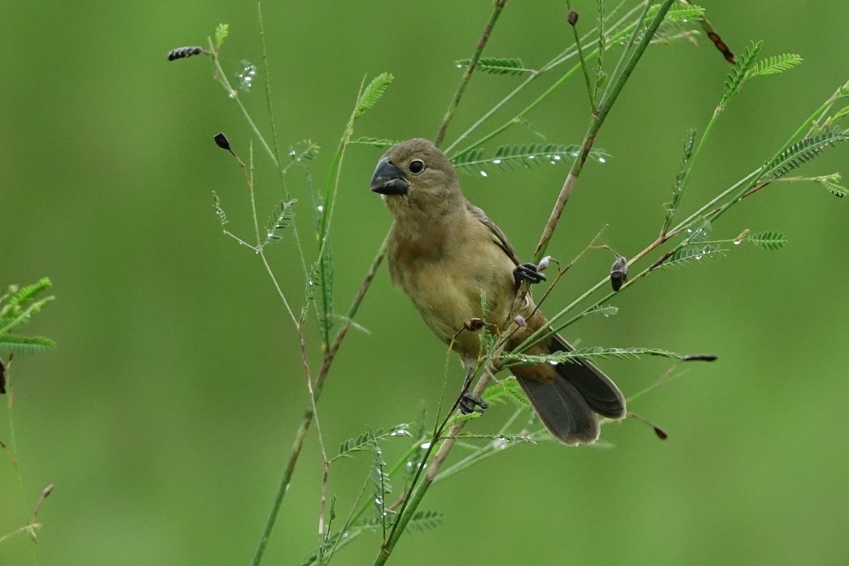 Large-billed Seed-Finch - ML470219121