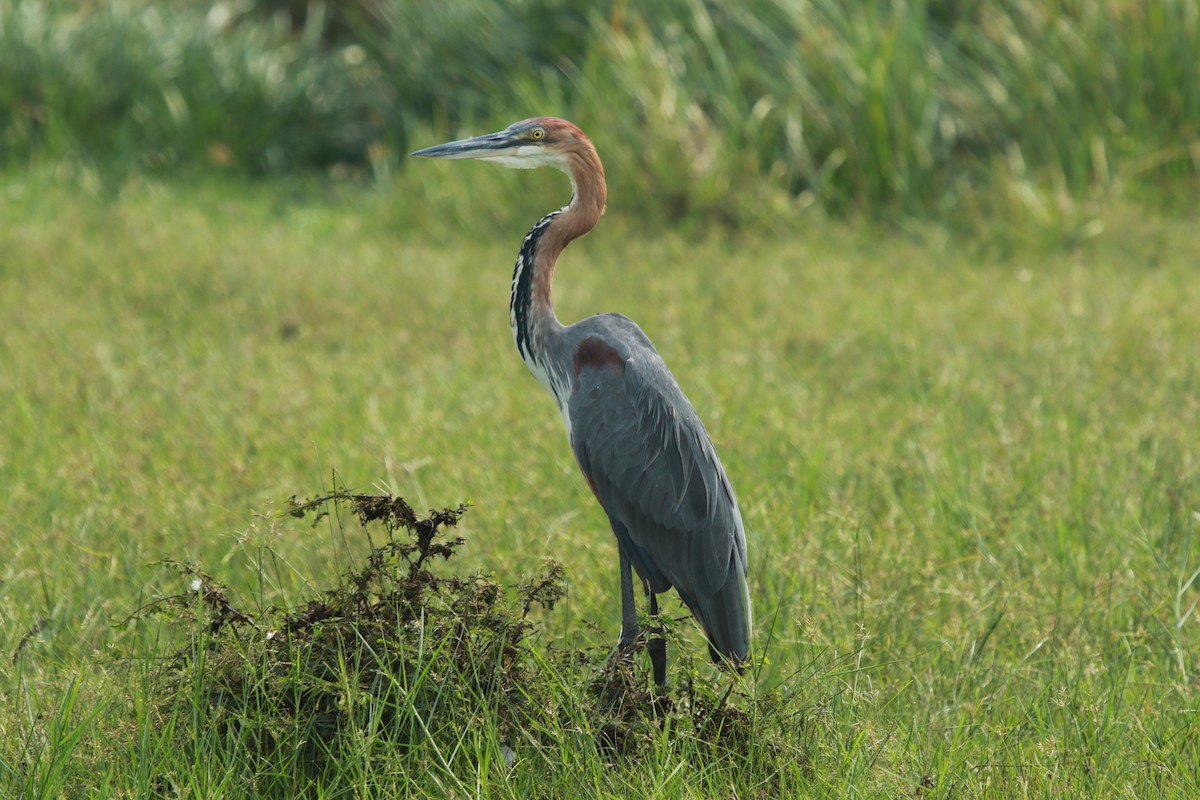 Goliath Heron - Krist Crommen