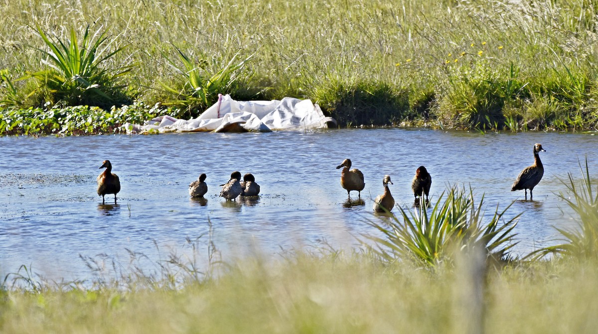 White-faced Whistling-Duck - ML470219501