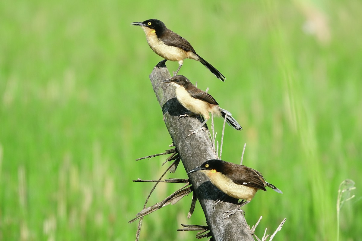 Black-capped Donacobius - Vincent Rufray