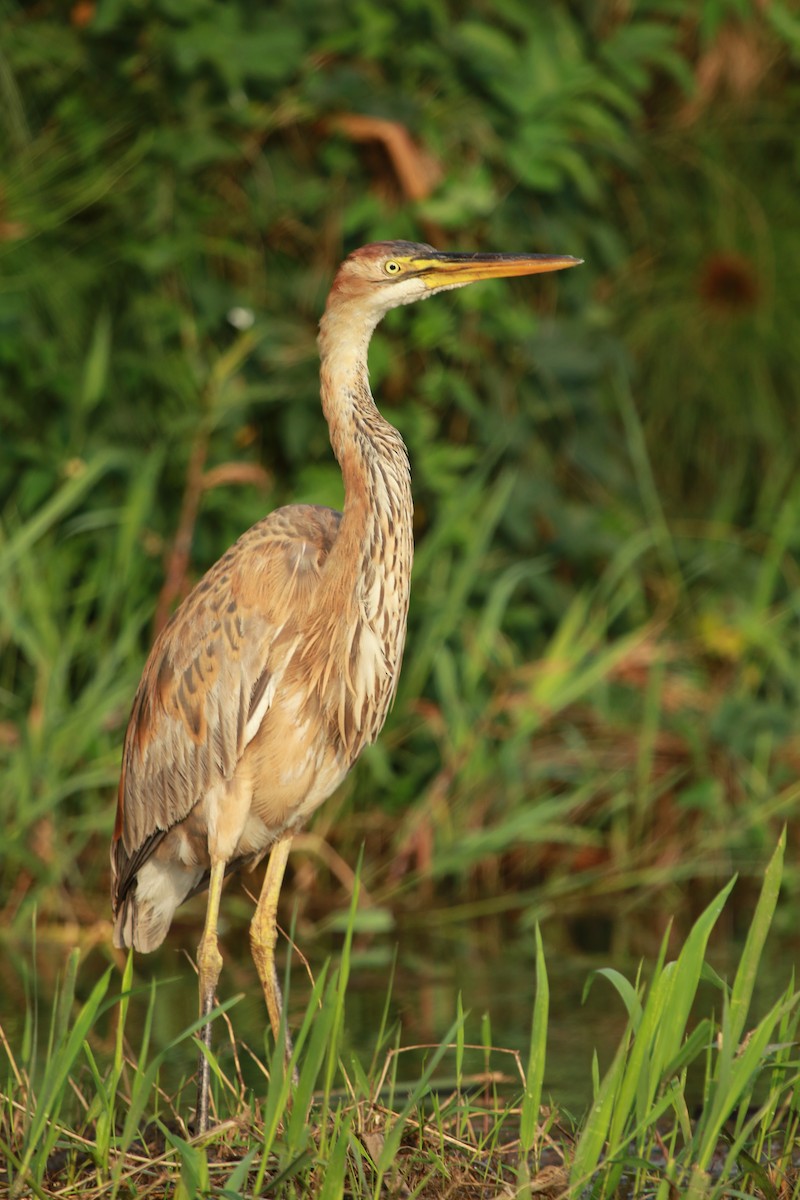 Purple Heron - ML470219691