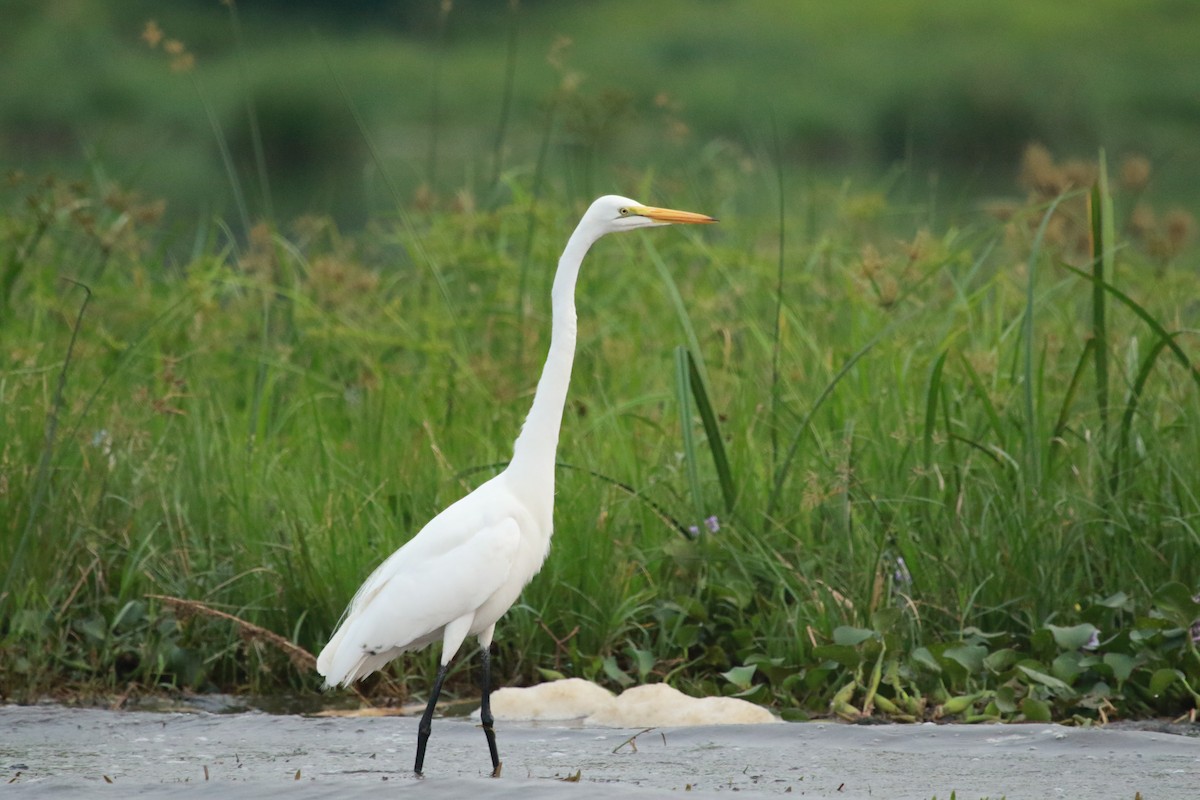 Great Egret - ML470219741