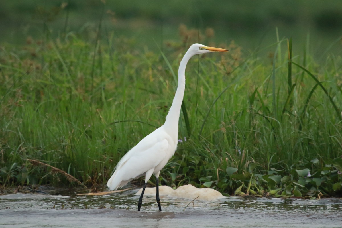 Great Egret - ML470219771