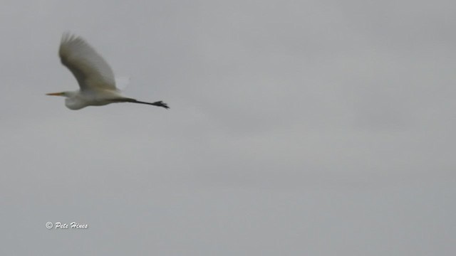 Great Egret - ML470219781