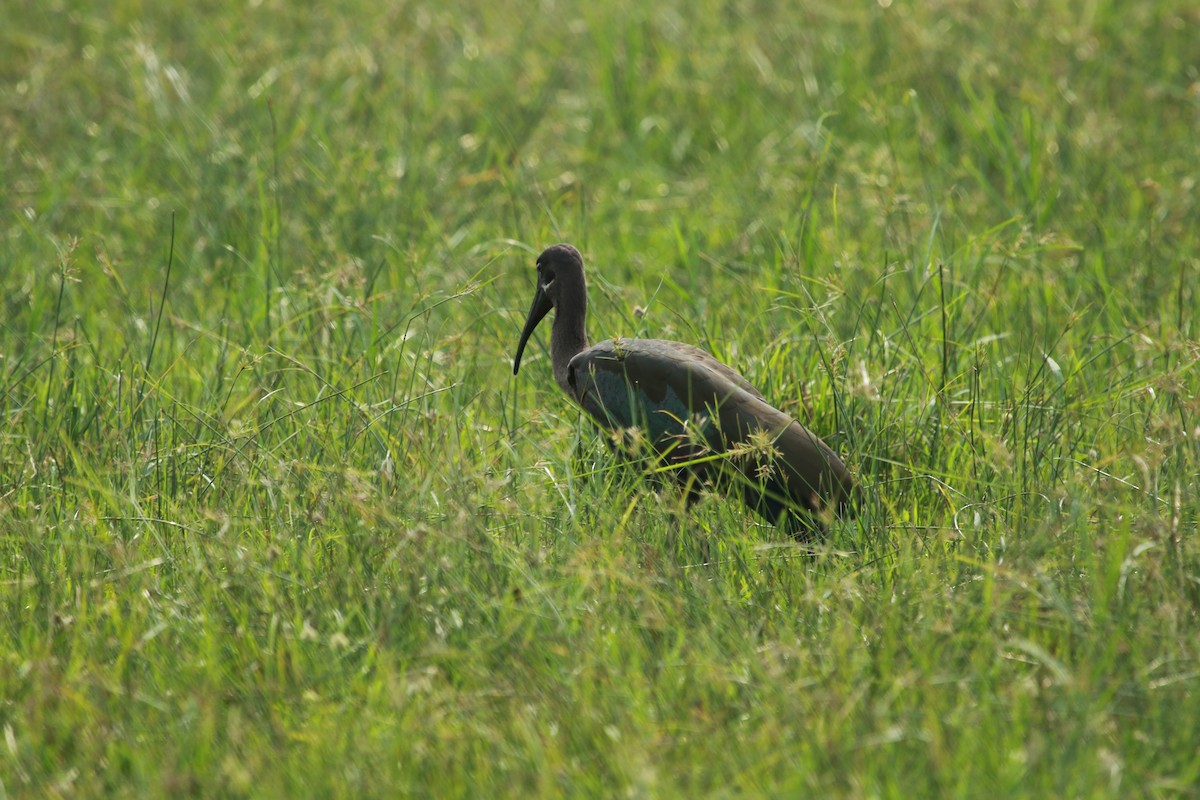 Hadada Ibis - ML470219921