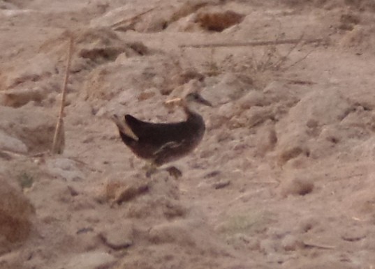 Eurasian Moorhen - ML470220281