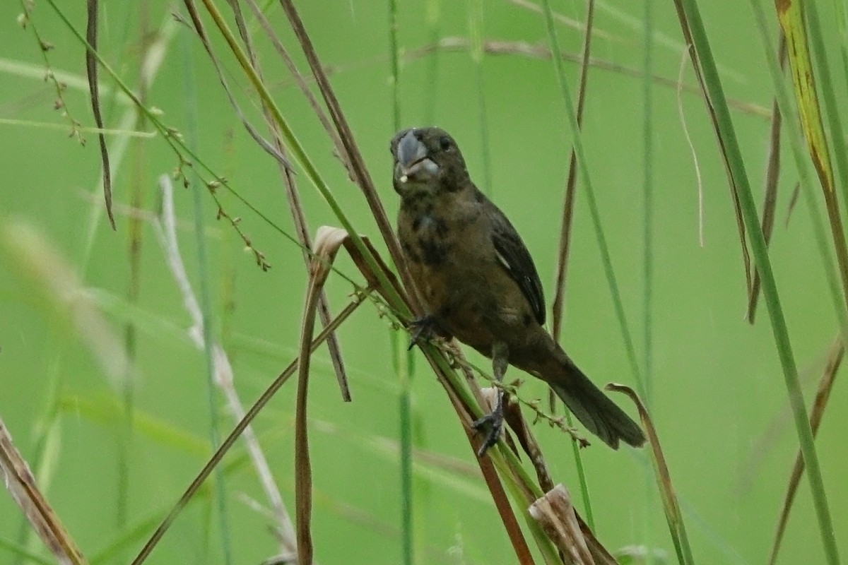 Large-billed Seed-Finch - ML470220641