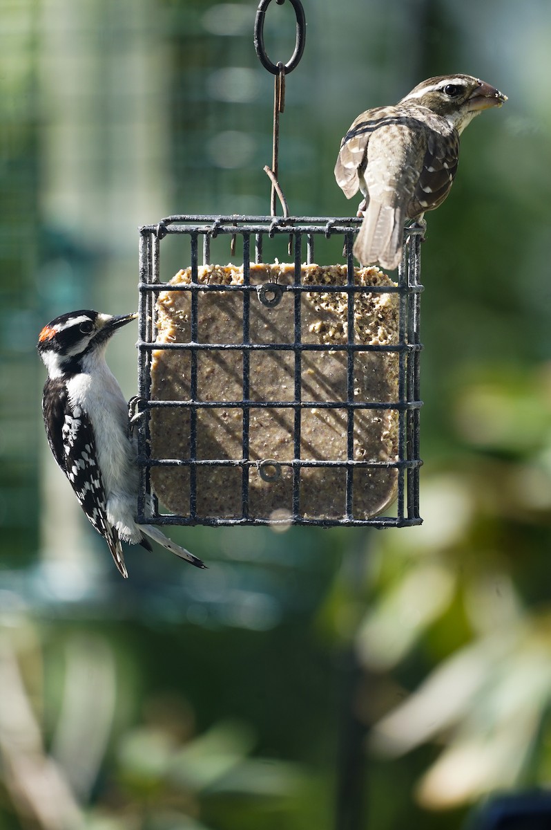 Downy Woodpecker (Eastern) - Amy Swarr