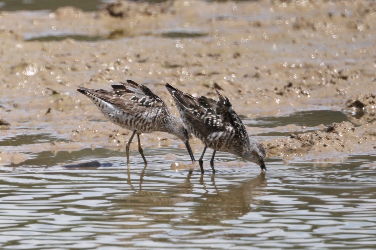 Stilt Sandpiper - ML470221731