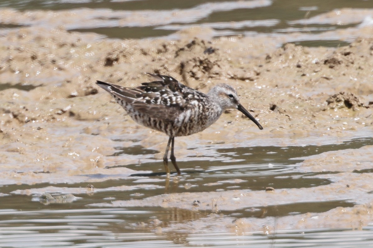 Stilt Sandpiper - ML470221751