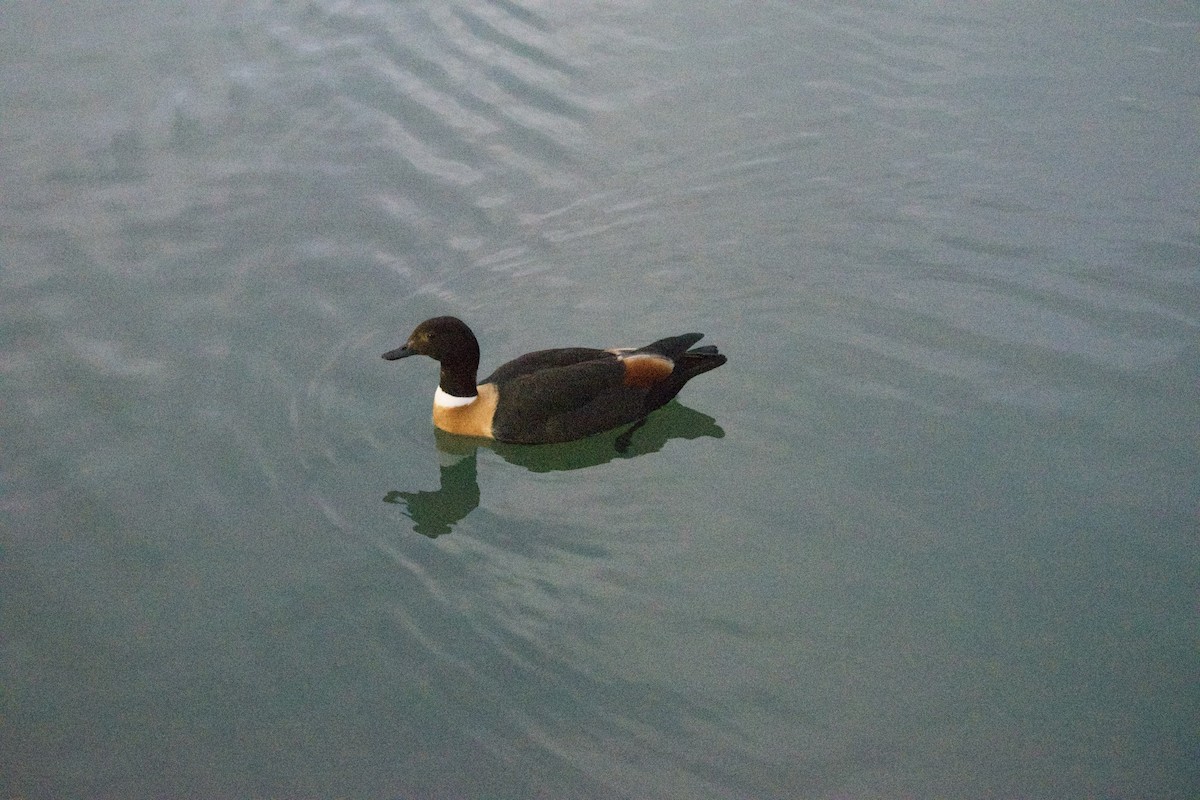 Australian Shelduck - ML470221801