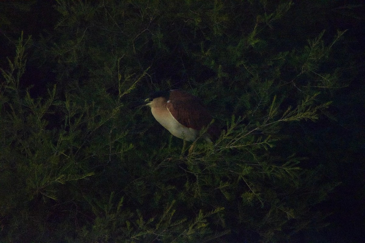 Nankeen Night Heron - ML470221811