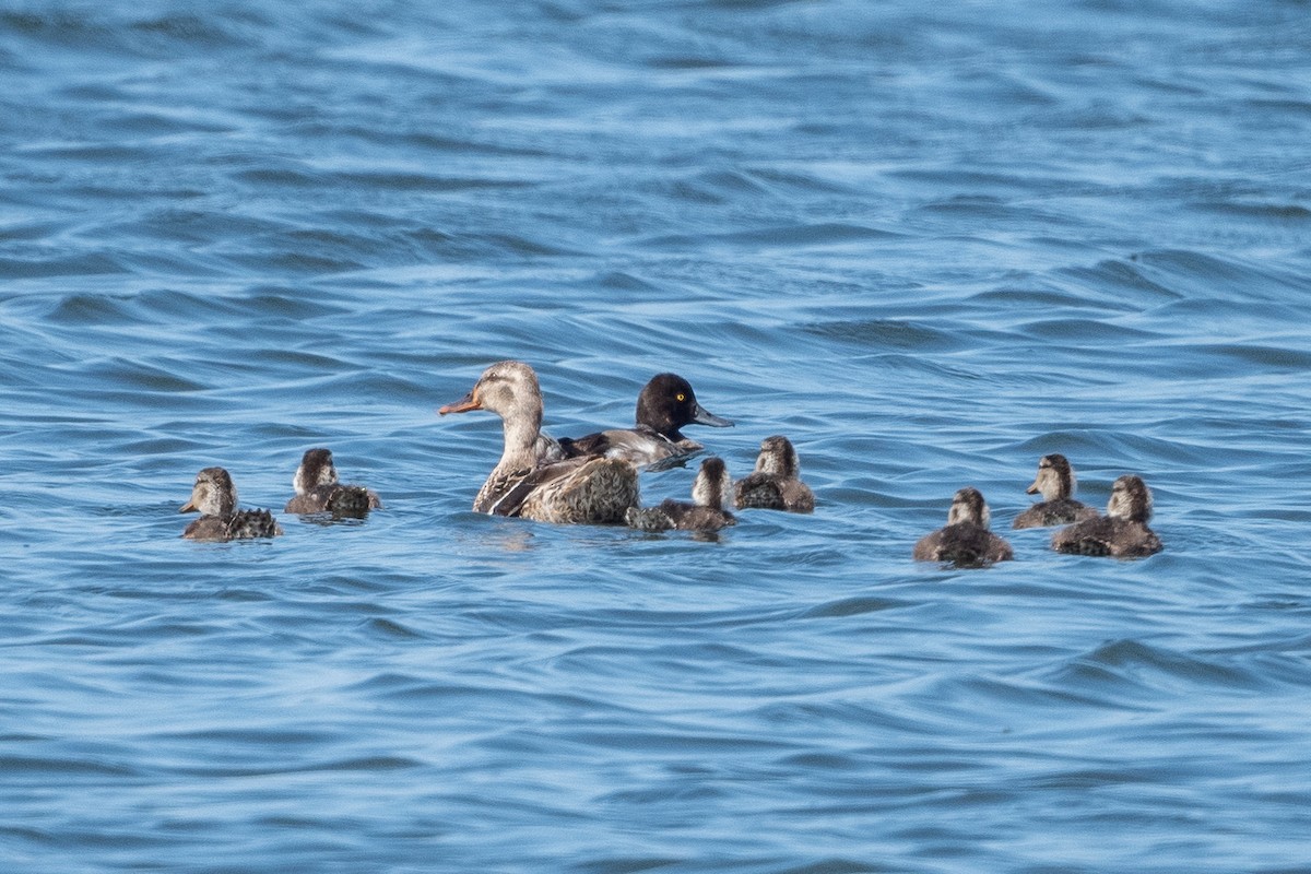 Lesser Scaup - ML470222871