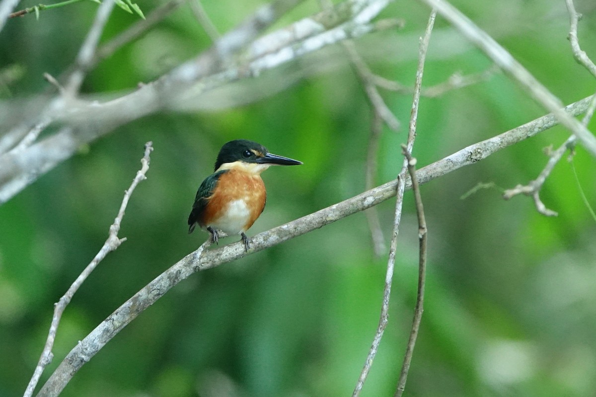 Martin-pêcheur nain - ML470223361