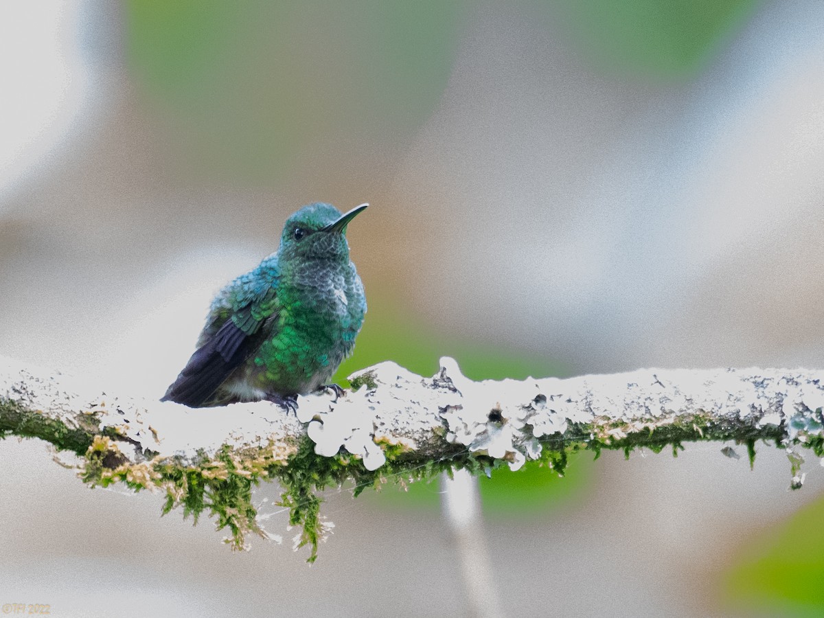 Western Emerald - ML470223811