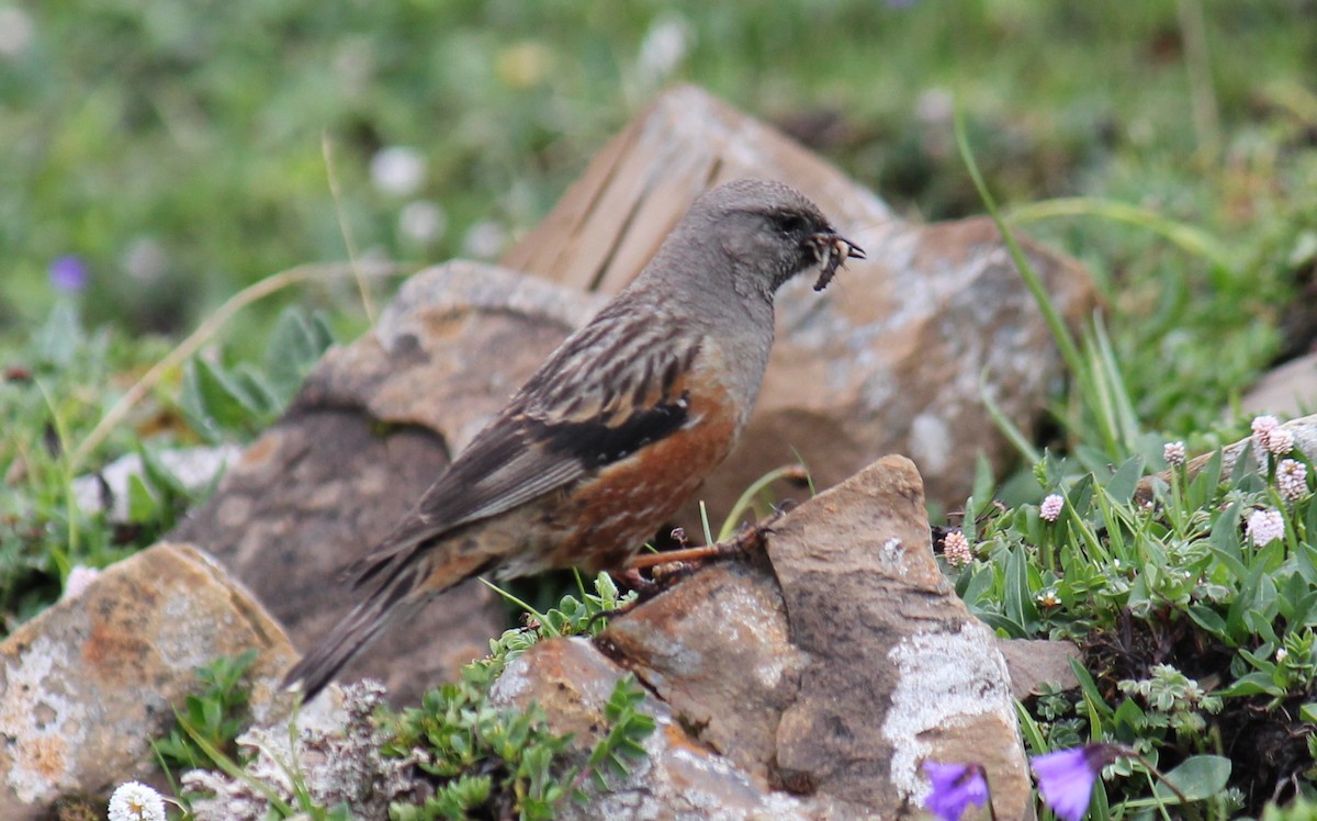 Alpine Accentor - Ian McCutcheon