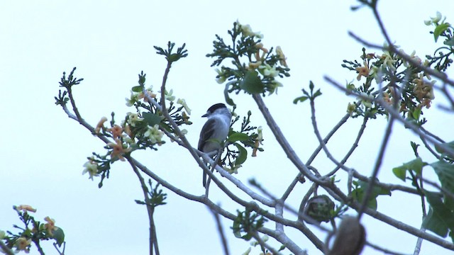 White-naped Xenopsaris - ML470226