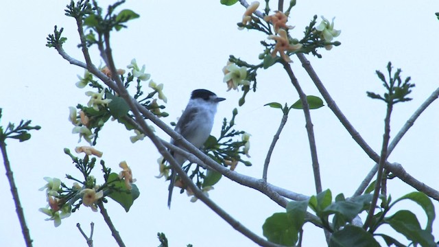 White-naped Xenopsaris - ML470227