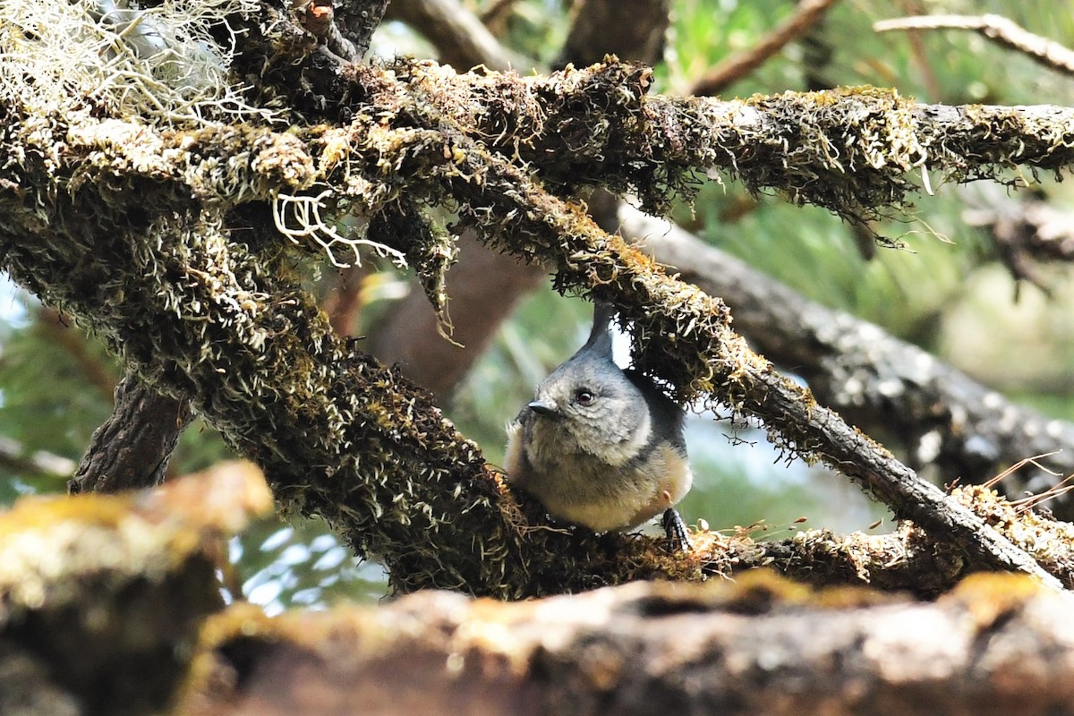 Gray-crested Tit - ML470227131