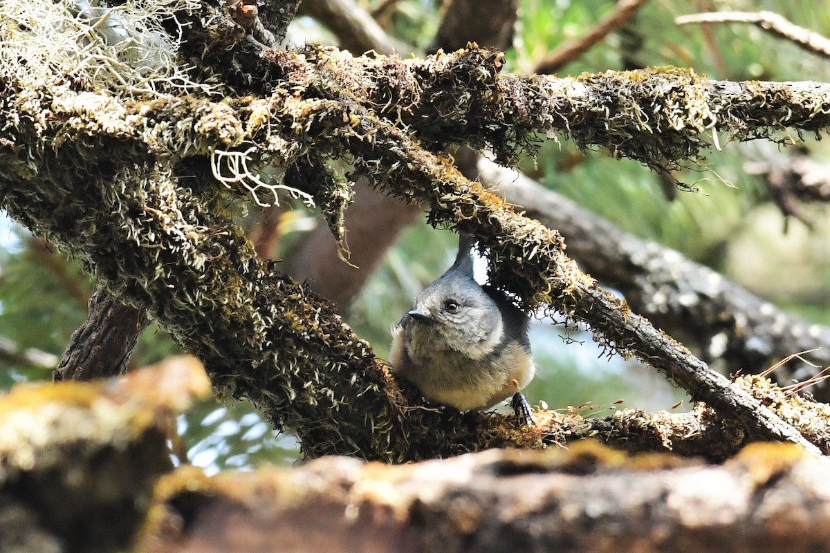 Mésange des bouleaux - ML470227131