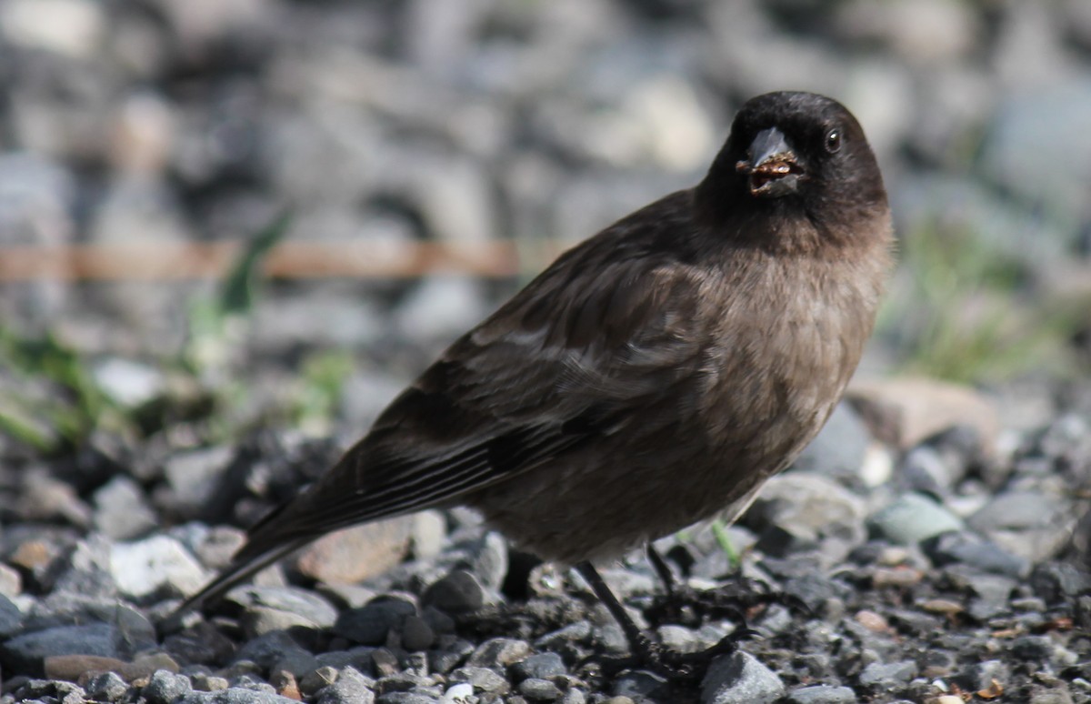 Black-headed Mountain Finch - ML470227261