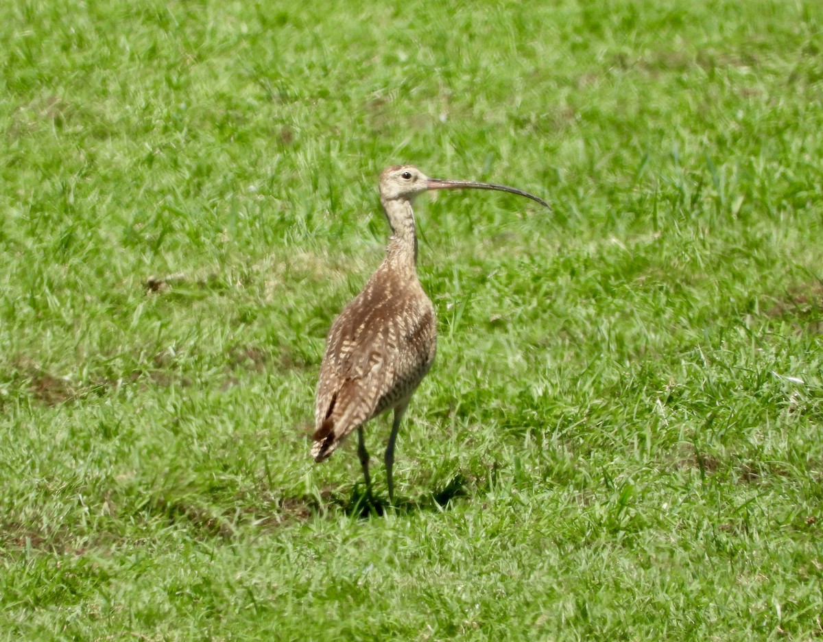 Long-billed Curlew - ML470227431