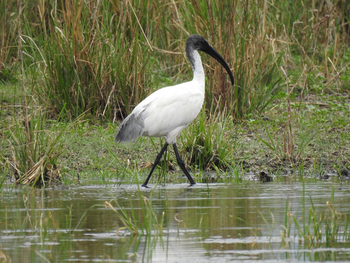 ibis černohlavý - ML470227641