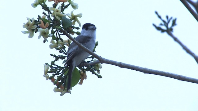 White-naped Xenopsaris - ML470228