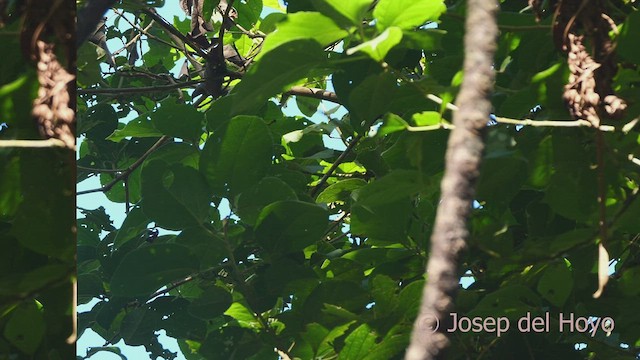 Anabate à sourcils fauves - ML470229011