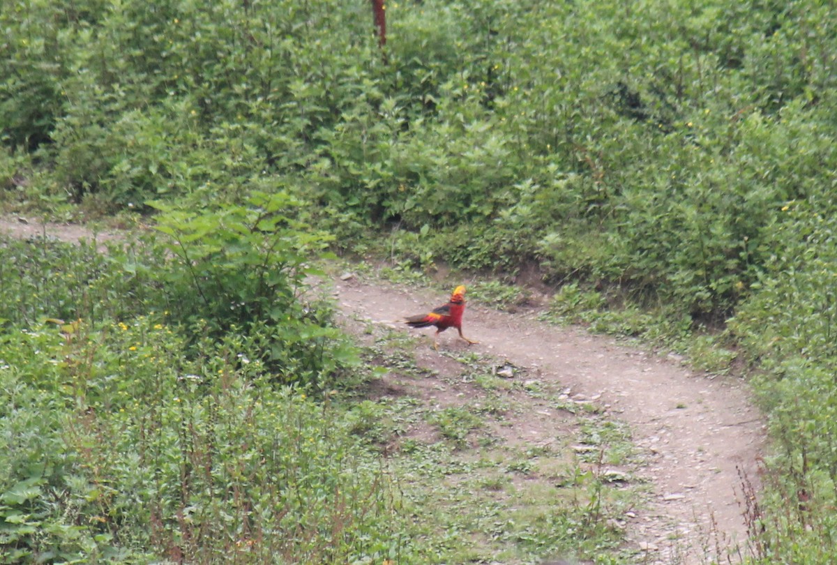 Golden Pheasant - ML470229131