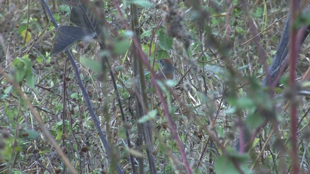 Pale-breasted Spinetail - ML470230