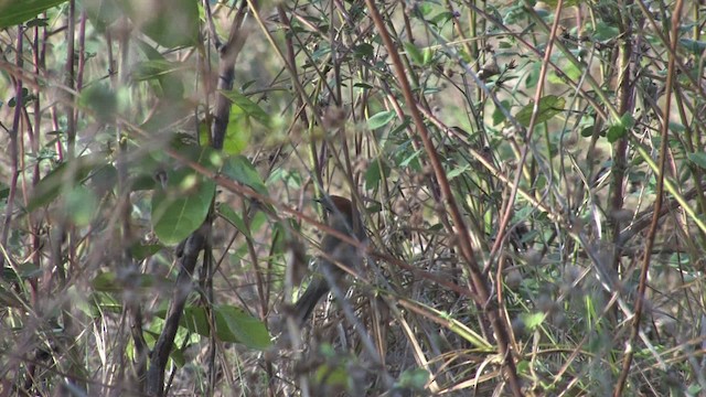 Pale-breasted Spinetail - ML470231