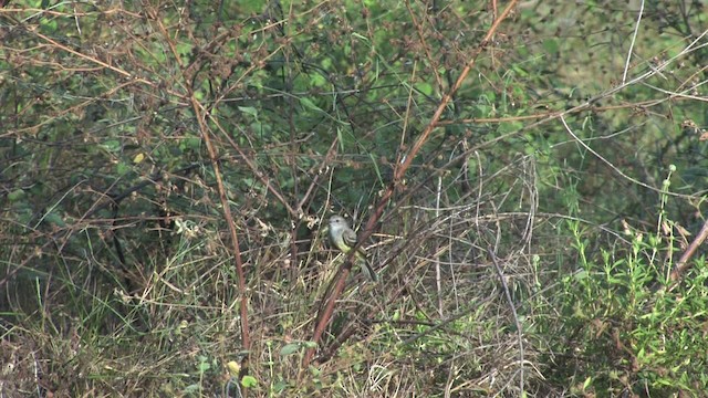 Northern Scrub-Flycatcher - ML470232