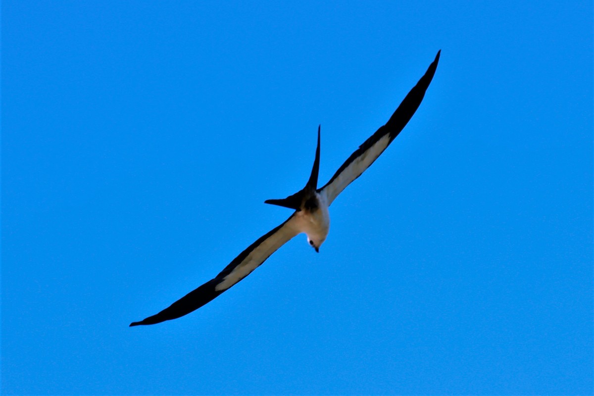 Swallow-tailed Kite - ML470233631
