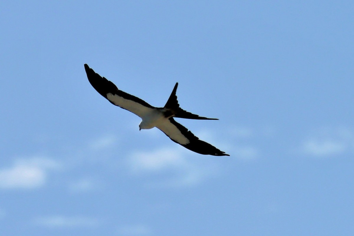 Swallow-tailed Kite - ML470234691